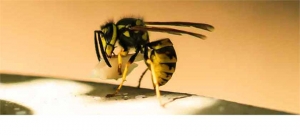 Suddenstrike Cheshire | Pest Control | Wasp